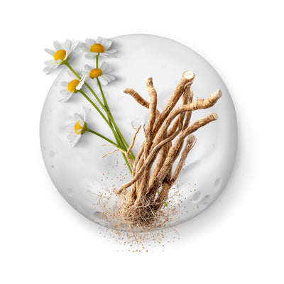 Ashwagandha + Camomille